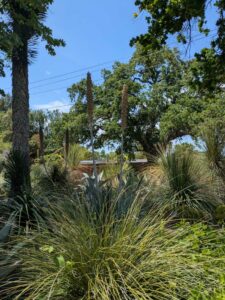 image from the Ruth Bancroft Garden in Walnut Creek - spring 2025