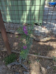 image from the Ruth Bancroft Garden in Walnut Creek - spring 2025