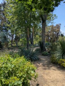 image from the Ruth Bancroft Garden in Walnut Creek - spring 2025