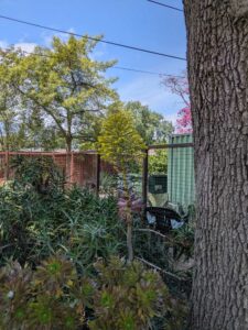 image from the Ruth Bancroft Garden in Walnut Creek - spring 2025