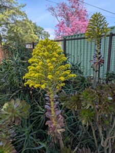 image from the Ruth Bancroft Garden in Walnut Creek - spring 2025
