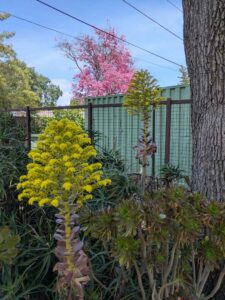 image from the Ruth Bancroft Garden in Walnut Creek - spring 2025