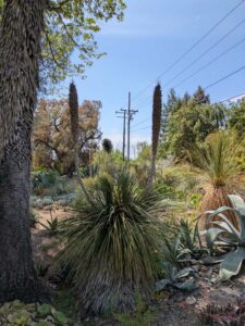 image from the Ruth Bancroft Garden in Walnut Creek - spring 2025
