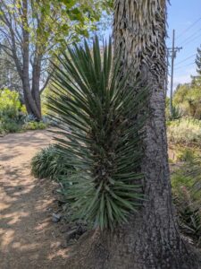 image from the Ruth Bancroft Garden in Walnut Creek - spring 2025