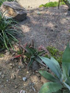 image from the Ruth Bancroft Garden in Walnut Creek - spring 2025