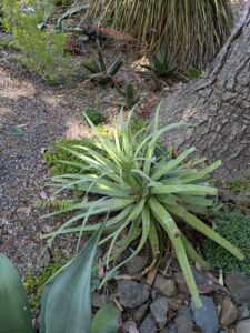 image from the Ruth Bancroft Garden in Walnut Creek - spring 2025
