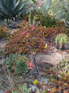 image from the Ruth Bancroft Garden in Walnut Creek - spring 2025