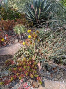 image from the Ruth Bancroft Garden in Walnut Creek - spring 2025