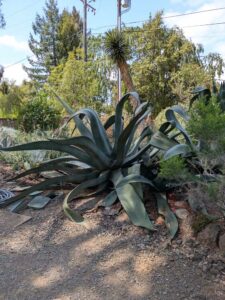 image from the Ruth Bancroft Garden in Walnut Creek - spring 2025