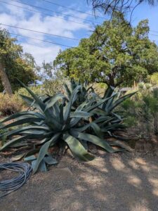 image from the Ruth Bancroft Garden in Walnut Creek - spring 2025