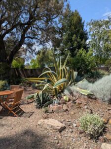 image from the Ruth Bancroft Garden in Walnut Creek - spring 2025