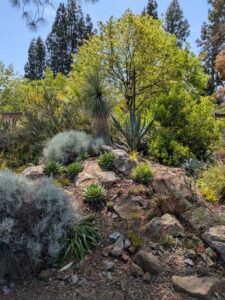 image from the Ruth Bancroft Garden in Walnut Creek - spring 2025