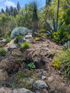 image from the Ruth Bancroft Garden in Walnut Creek - spring 2025