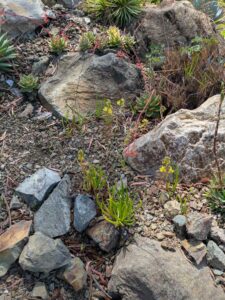 image from the Ruth Bancroft Garden in Walnut Creek - spring 2025