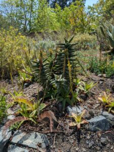 image from the Ruth Bancroft Garden in Walnut Creek - spring 2025