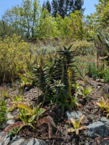 image from the Ruth Bancroft Garden in Walnut Creek - spring 2025
