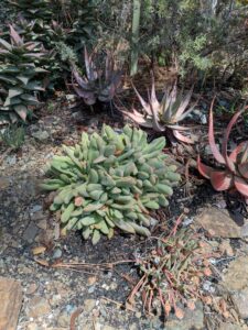 image from the Ruth Bancroft Garden in Walnut Creek - spring 2025