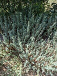 image from the Ruth Bancroft Garden in Walnut Creek - spring 2025