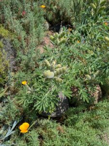 image from the Ruth Bancroft Garden in Walnut Creek - spring 2025