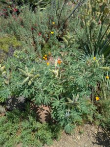 image from the Ruth Bancroft Garden in Walnut Creek - spring 2025