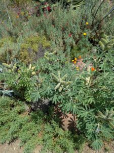 image from the Ruth Bancroft Garden in Walnut Creek - spring 2025