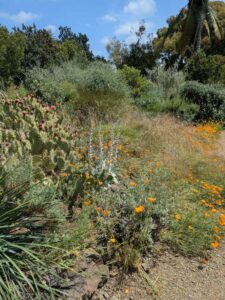 image from the Ruth Bancroft Garden in Walnut Creek - spring 2025