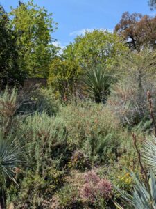 image from the Ruth Bancroft Garden in Walnut Creek - spring 2025