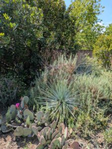 image from the Ruth Bancroft Garden in Walnut Creek - spring 2025