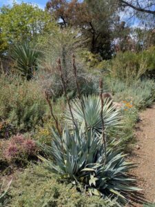 image from the Ruth Bancroft Garden in Walnut Creek - spring 2025