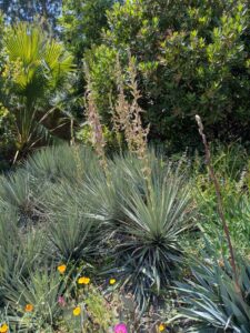 image from the Ruth Bancroft Garden in Walnut Creek - spring 2025