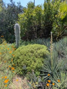 image from the Ruth Bancroft Garden in Walnut Creek - spring 2025