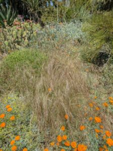 image from the Ruth Bancroft Garden in Walnut Creek - spring 2025
