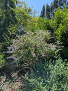 image from the Ruth Bancroft Garden in Walnut Creek - spring 2025