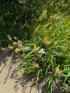 image from the Ruth Bancroft Garden in Walnut Creek - spring 2025
