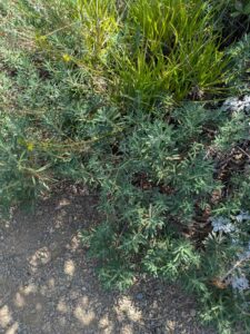 image from the Ruth Bancroft Garden in Walnut Creek - spring 2025