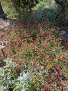 image from the Ruth Bancroft Garden in Walnut Creek - spring 2025