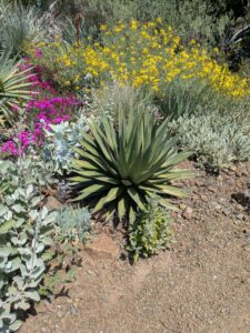 image from the Ruth Bancroft Garden in Walnut Creek - spring 2025