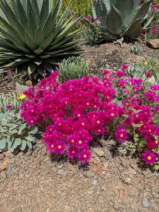 image from the Ruth Bancroft Garden in Walnut Creek - spring 2025