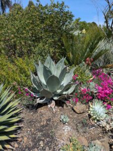 image from the Ruth Bancroft Garden in Walnut Creek - spring 2025