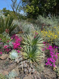 image from the Ruth Bancroft Garden in Walnut Creek - spring 2025