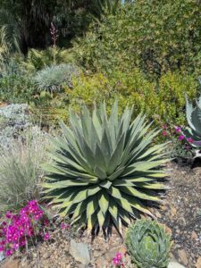 image from the Ruth Bancroft Garden in Walnut Creek - spring 2025