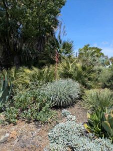 image from the Ruth Bancroft Garden in Walnut Creek - spring 2025