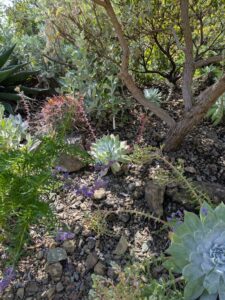 image from the Ruth Bancroft Garden in Walnut Creek - spring 2025
