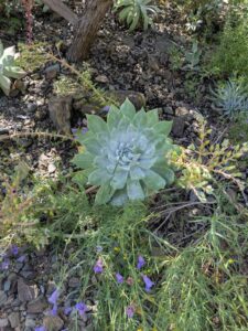 image from the Ruth Bancroft Garden in Walnut Creek - spring 2025