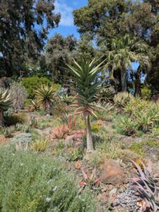 image from the Ruth Bancroft Garden in Walnut Creek - spring 2025