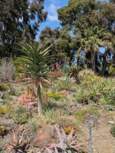 image from the Ruth Bancroft Garden in Walnut Creek - spring 2025