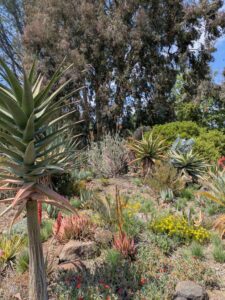 image from the Ruth Bancroft Garden in Walnut Creek - spring 2025