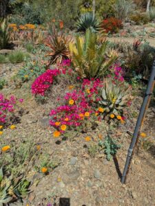 image from the Ruth Bancroft Garden in Walnut Creek - spring 2025