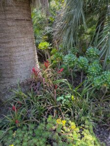 image from the Ruth Bancroft Garden in Walnut Creek - spring 2025
