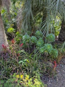 image from the Ruth Bancroft Garden in Walnut Creek - spring 2025
